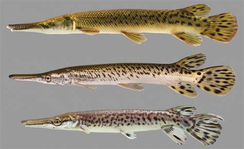 Alligator gar .